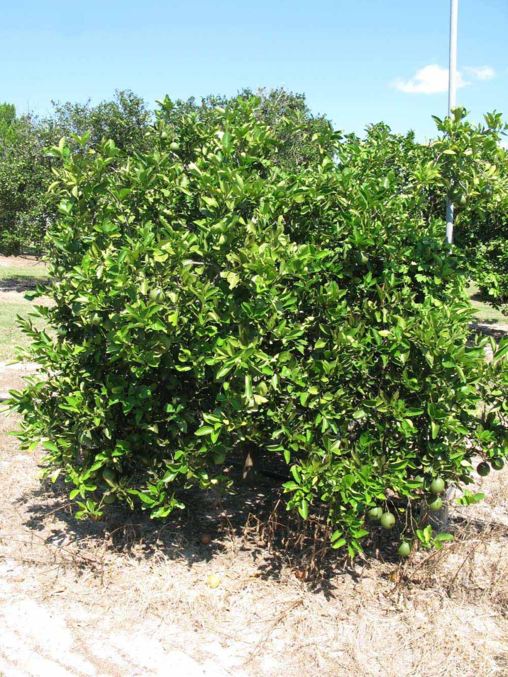            Habit (Winter Haven, FL)   